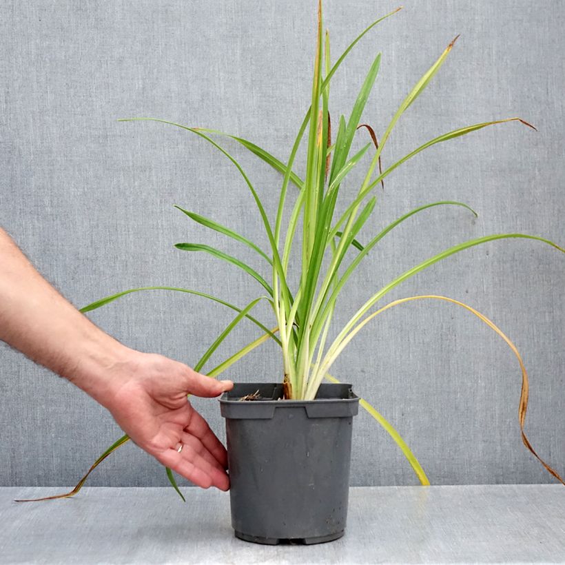 Hemerocallis Bakabana - Daylily 2L/3L pot sample as delivered in autumn
