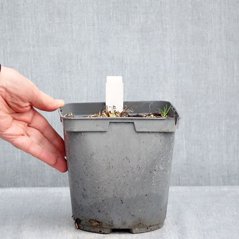 Hemerocallis Bakabana - Daylily 2L/3L pot sample as delivered in winter