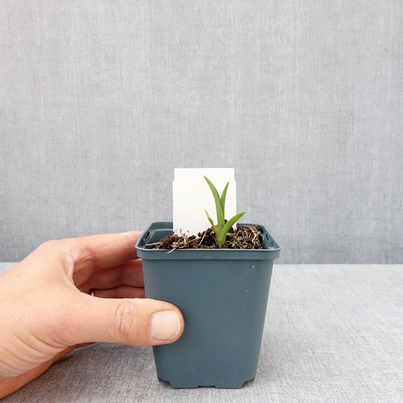 Hemerocallis Burning Daylight - Daylily 8/9 cm pot sample as delivered in spring