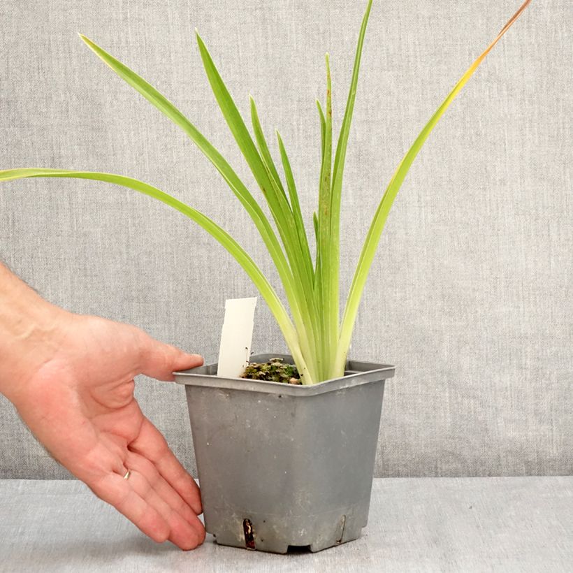 Hemerocallis Cape Breton - Daylily 1L/1.5L pot sample as delivered in summer