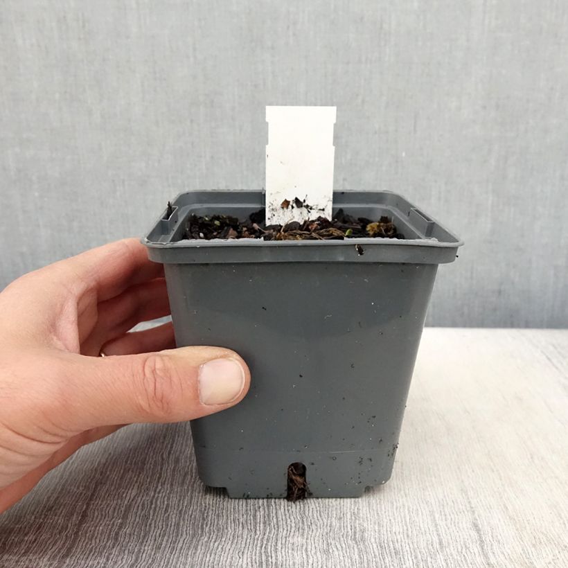 Hemerocallis Cape Breton - Daylily 1L/1.5L pot sample as delivered in spring