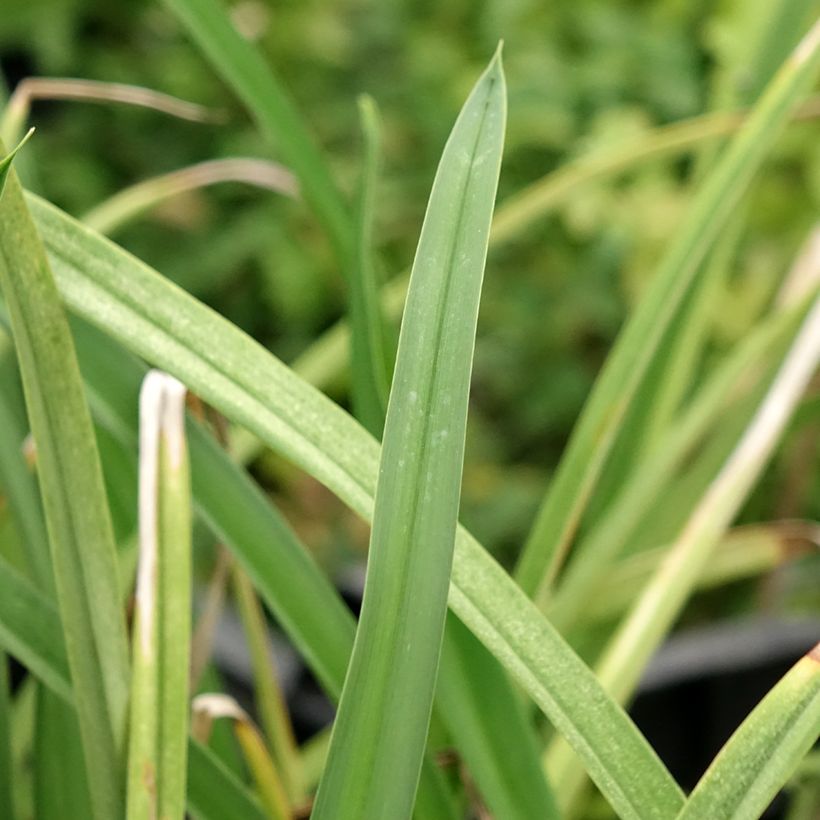 Hemerocallis Cape Breton - Daylily (Foliage)