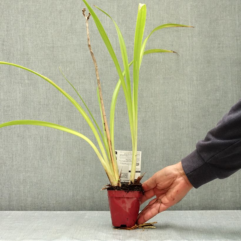 Hemerocallis Charles Johnson - Daylily 8/9 cm pot sample as delivered in summer