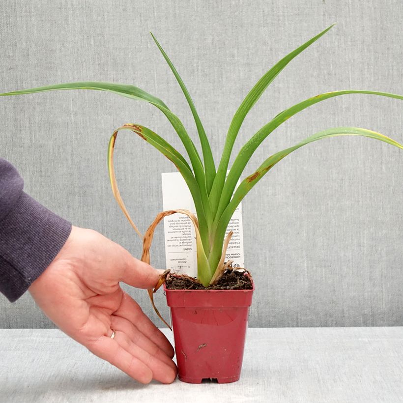 Hemerocallis Charles Johnson - Daylily 8/9 cm pot sample as delivered in spring