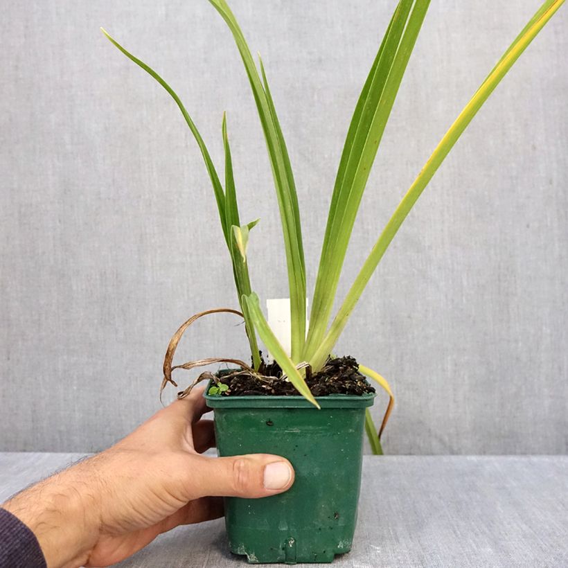Hemerocallis Charles Johnson - Daylily 1L/1.5L pot sample as delivered in autumn