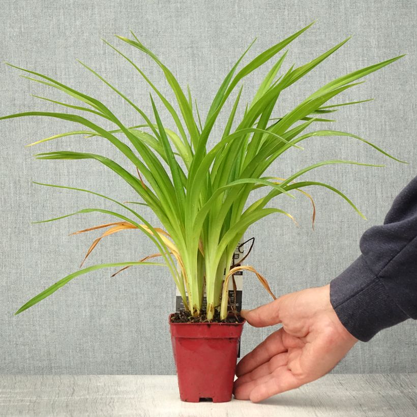 Hemerocallis Chosen Love - Daylily 8/9 cm pot sample as delivered in spring