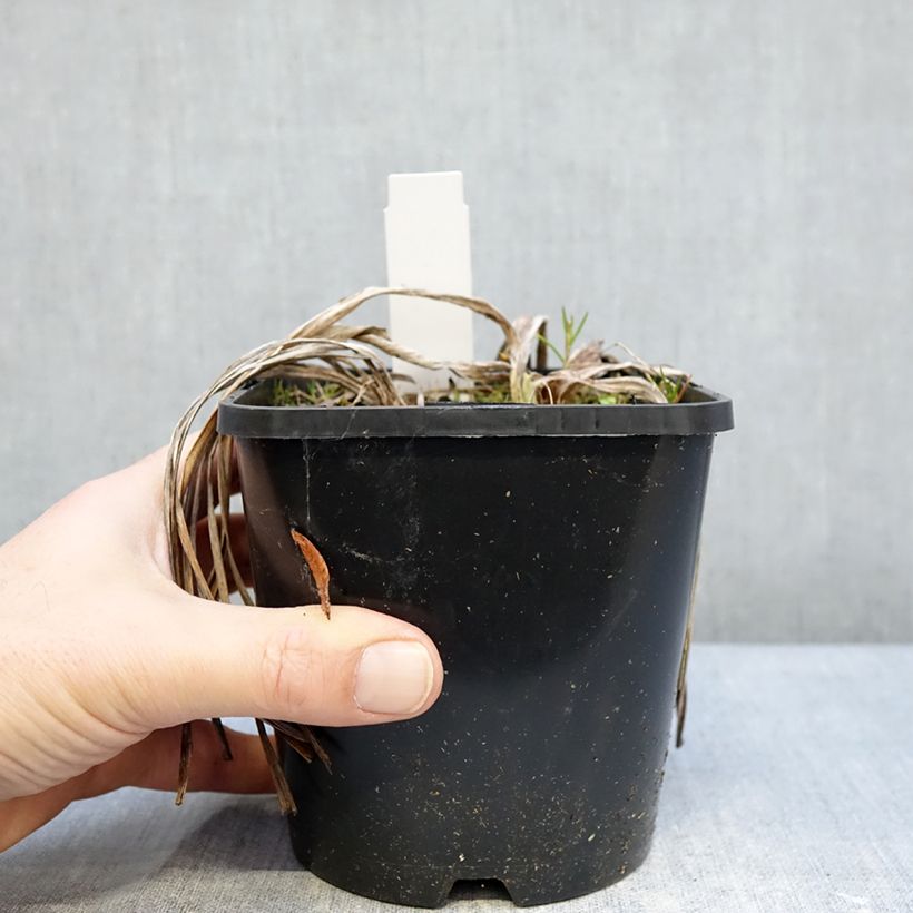 Hemerocallis citrina - Daylily 1.5L/2L pot sample as delivered in winter