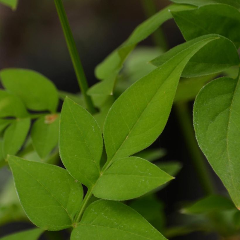 Hemerocallis Clothed in Glory - Daylily (Foliage)