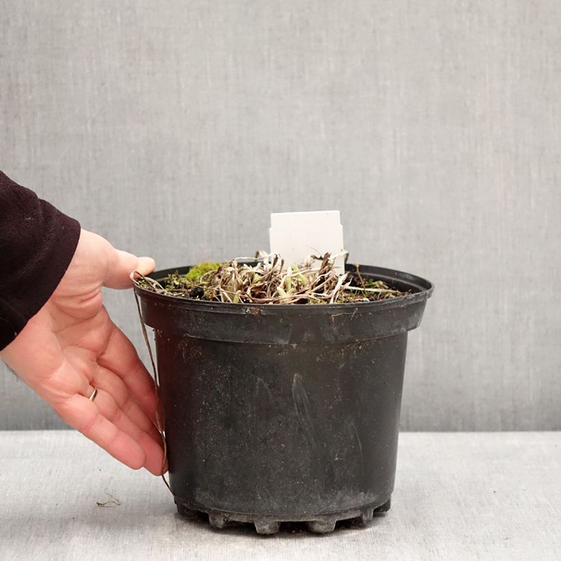 Hemerocallis Crimson Pirate - Daylily 2L/3L pot sample as delivered in winter