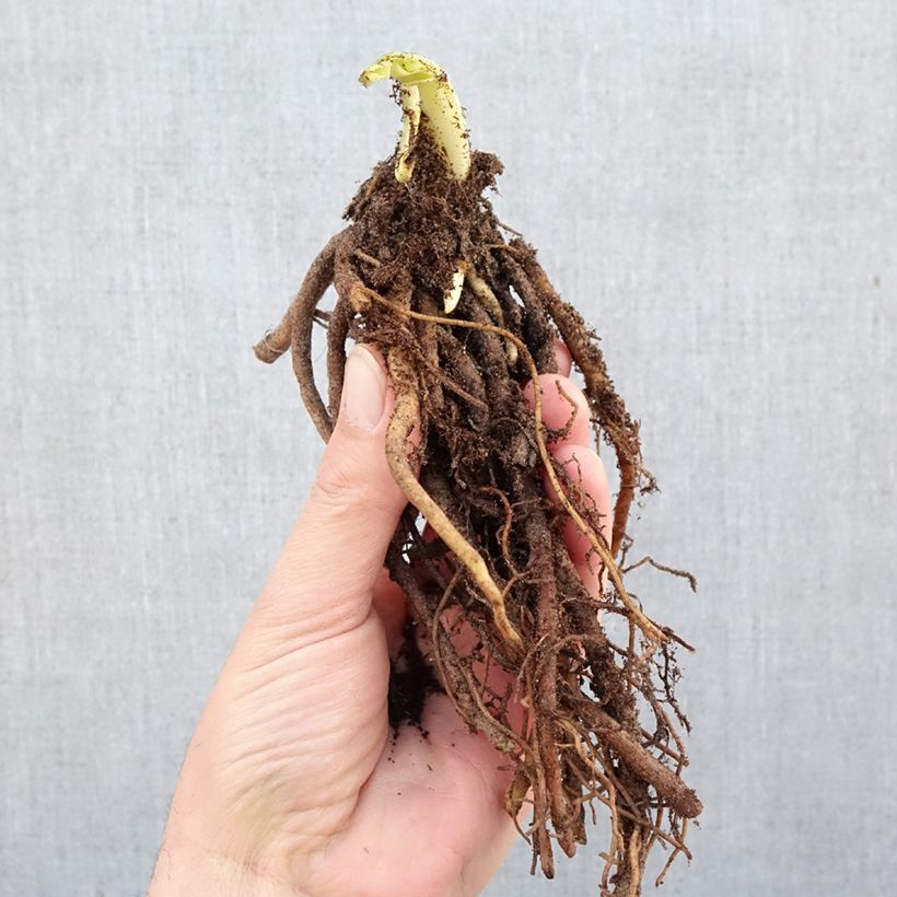 Hemerocallis Custard Candy - Daylily Bare root sample as delivered in winter
