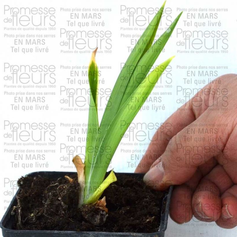 Example of Hemerocallis Double Dream - Daylily 8/9 cm pot specimen as delivered
