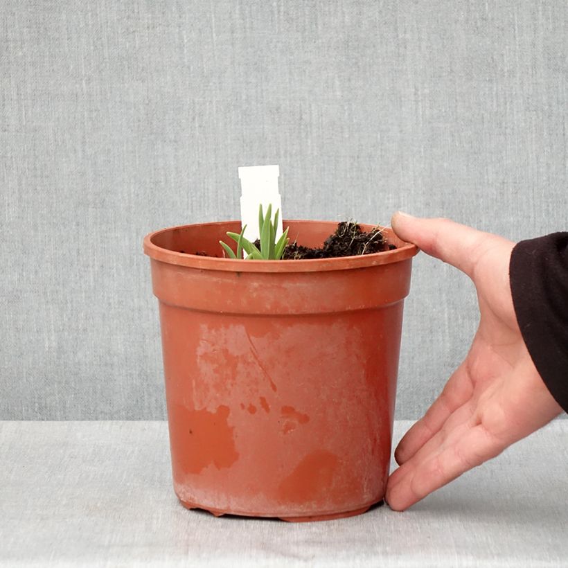 Hemerocallis Double River Wye - Daylily 2L/3L pot sample as delivered in spring