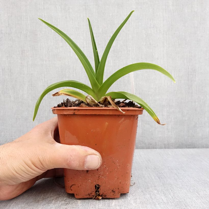 Hemerocallis Dream Legacy - Daylily 1L/1.5L pot sample as delivered in spring