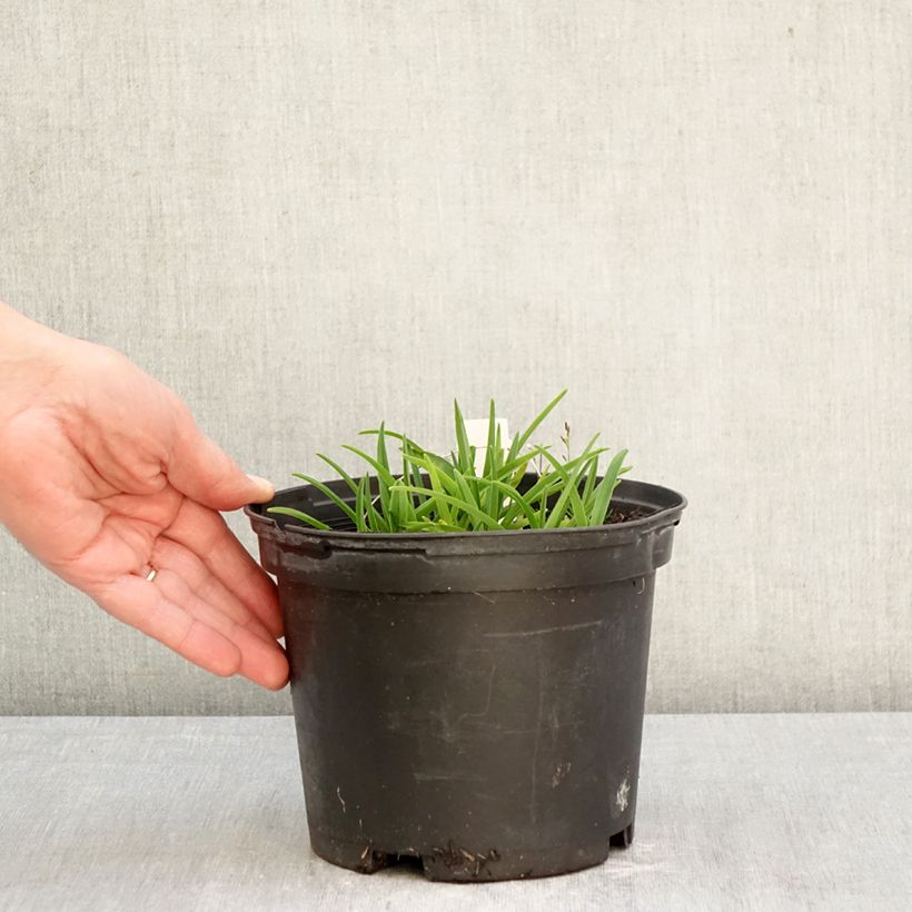 Hemerocallis Everydaylily Cerise - Daylily 2L/3L pot sample as delivered in spring