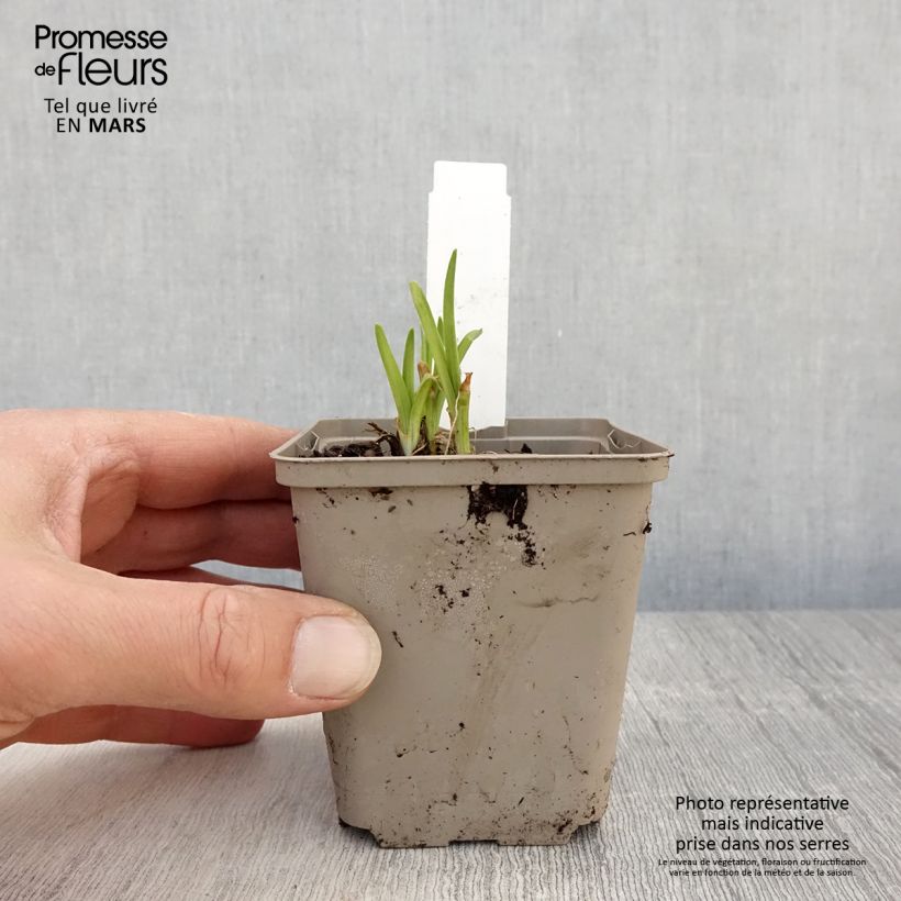 Hemerocallis Everydaylily Red Ribs - Daylily 8/9 cm pot sample as delivered in spring