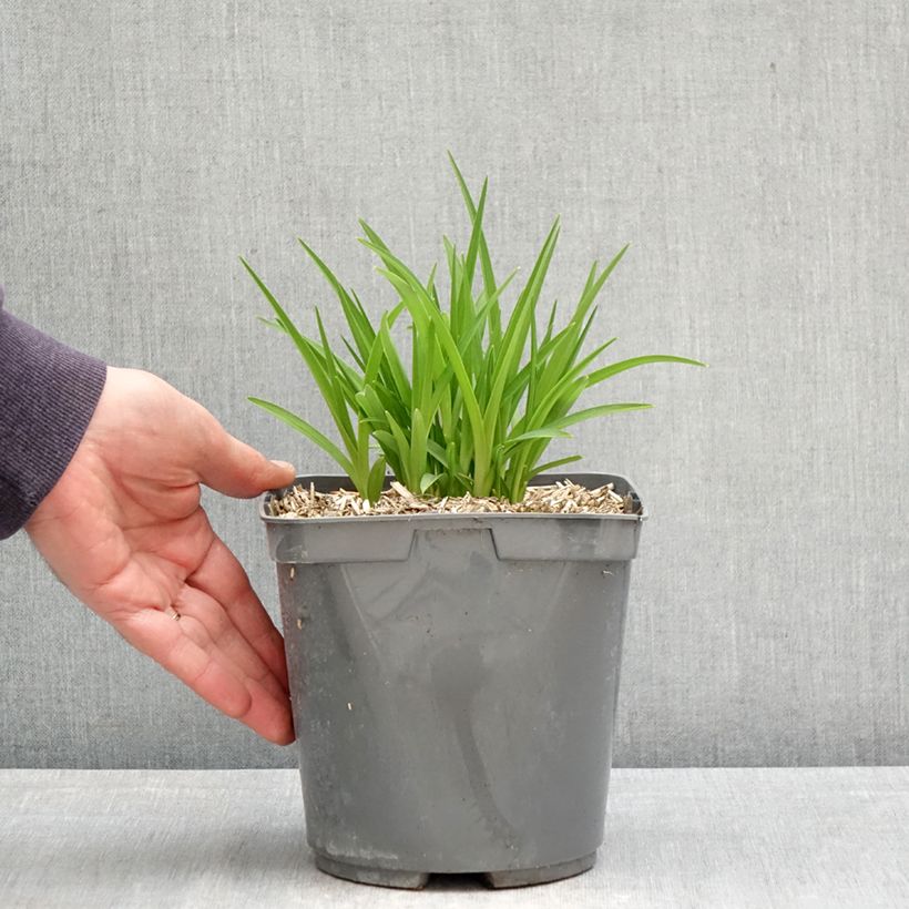 Hemerocallis Everydaylily Red Ribs - Daylily 2L/3L pot sample as delivered in spring