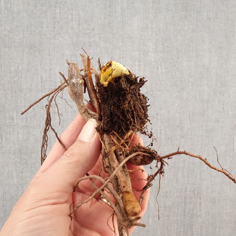 Hemerocallis Exotic Treasure - Daylily Bare root sample as delivered in winter