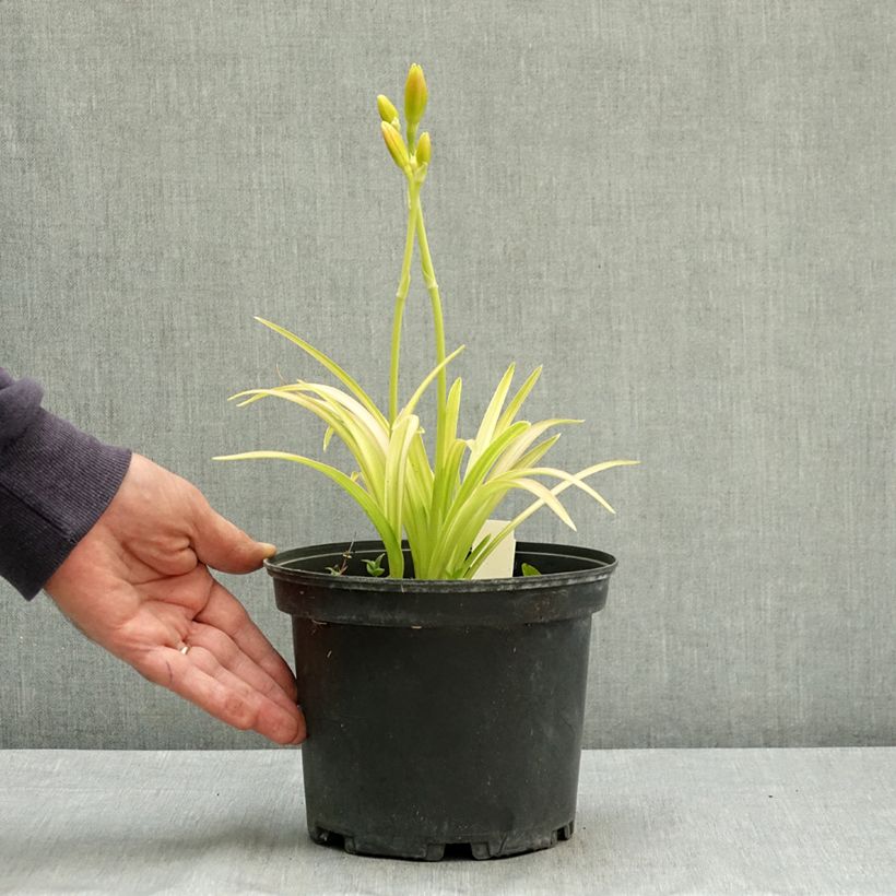 Hemerocallis Final Touch - Daylily 2L/3L pot sample as delivered in summer