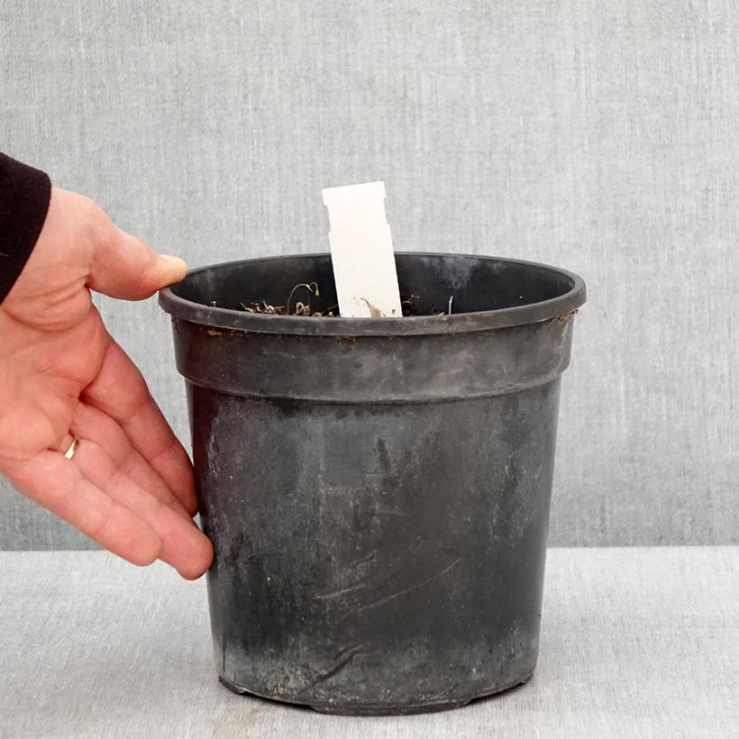 Hemerocallis Final Touch - Daylily 2L/3L pot sample as delivered in spring