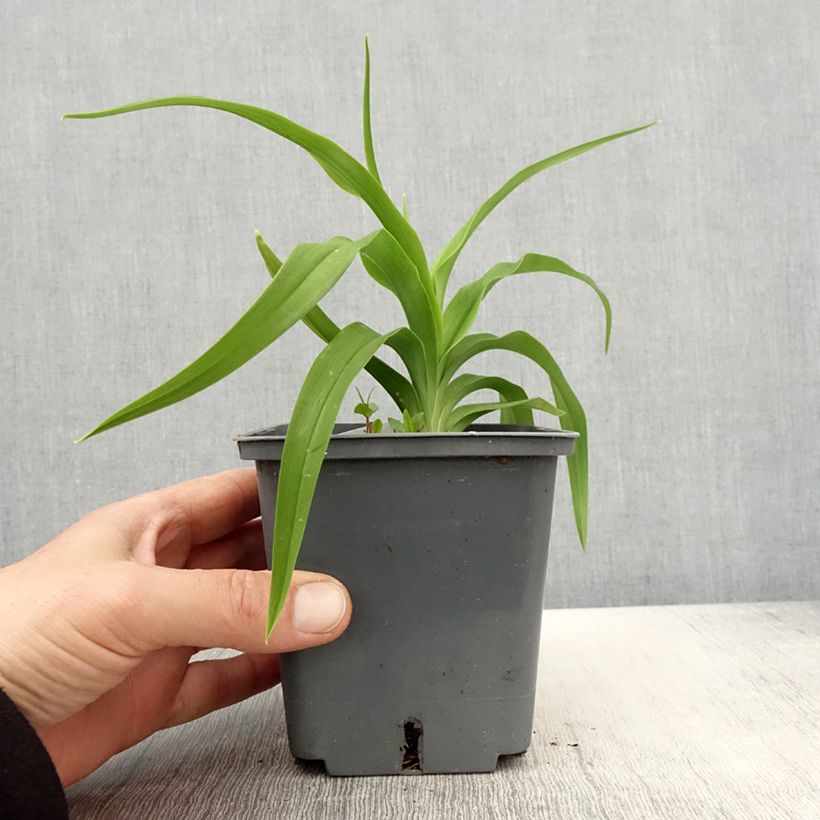 Hemerocallis Flight of The Dragon - Daylily 1L/1.5L pot sample as delivered in spring