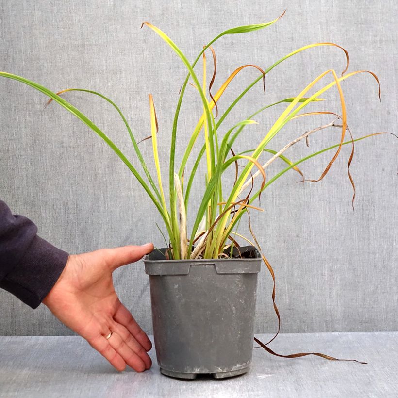 Hemerocallis Fooled Me - Daylily 1L/1.5L pot sample as delivered in autumn