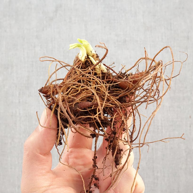 Hemerocallis Fooled Me - Daylily Bare root sample as delivered in winter