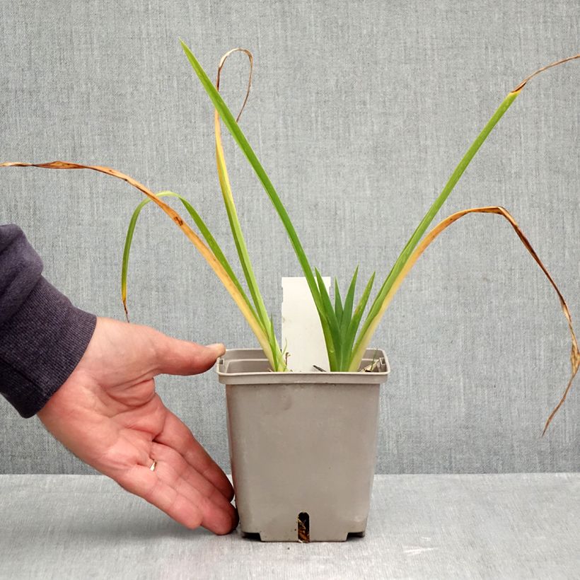 Hemerocallis 'Forty Second Street' - Daylily 1L/1.5L pot sample as delivered in autumn