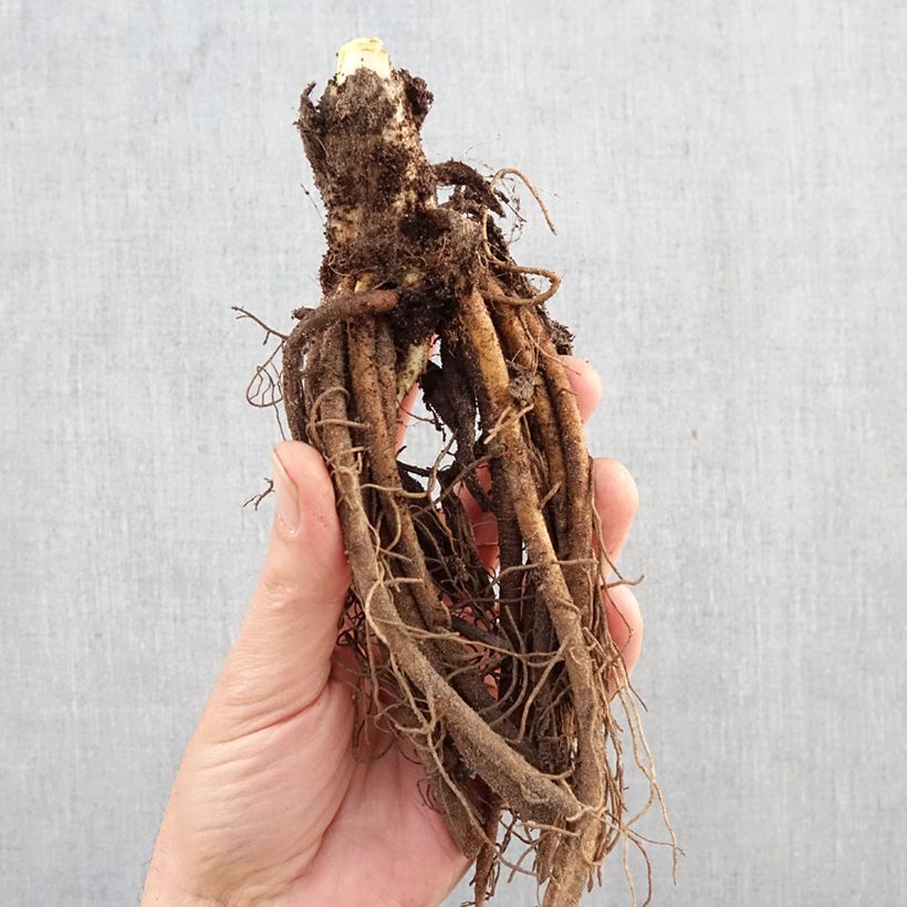 Hemerocallis fulva - Daylily Bare root sample as delivered in winter