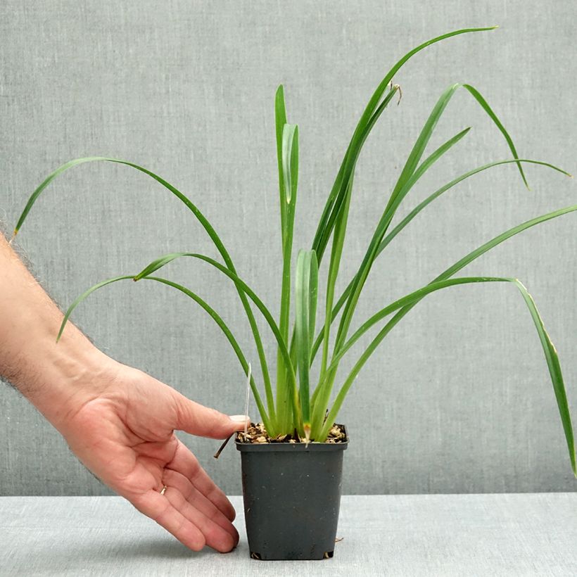 Hemerocallis Gipsy Turtle - Daylily 8/9 cm pot sample as delivered in autumn