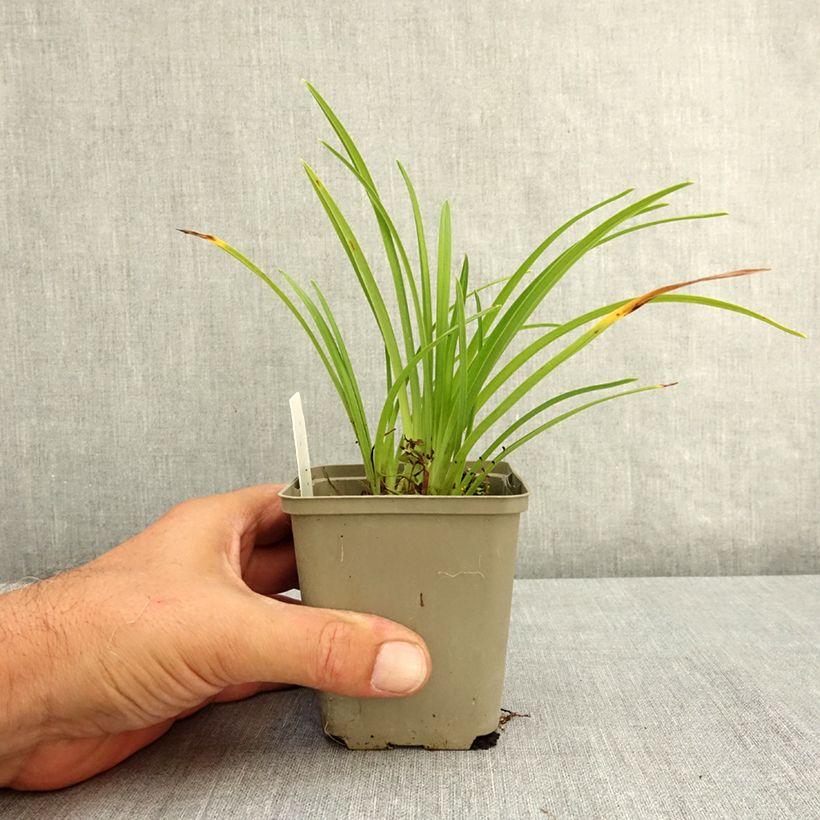 Hemerocallis Grape Velvet - Daylily 8/9 cm pot sample as delivered in summer