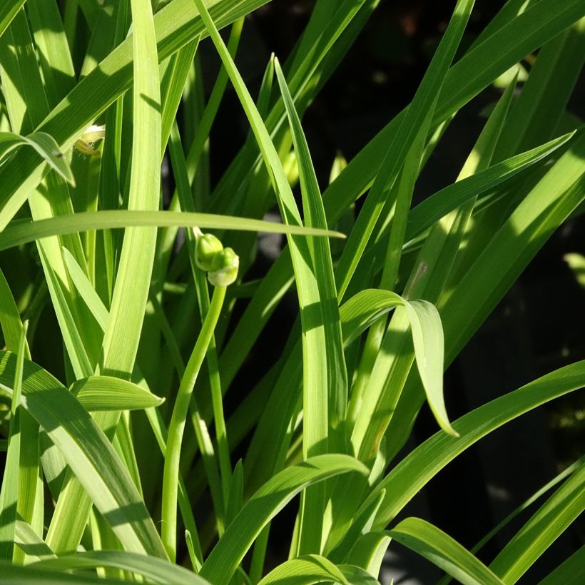 Hemerocallis Happy Returns - Daylily (Foliage)