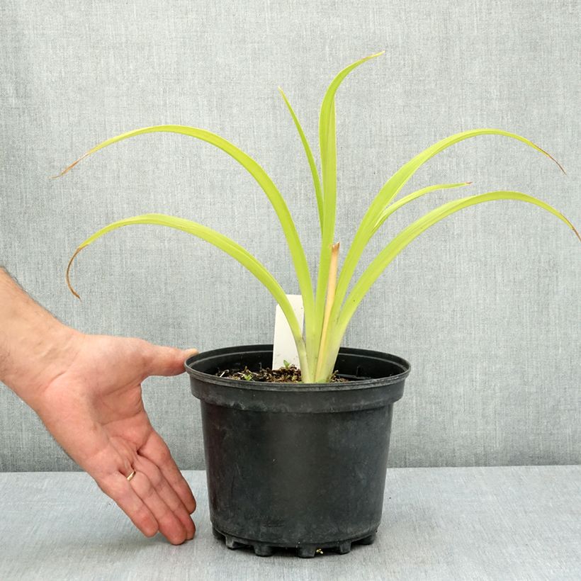 Hemerocallis Happy Returns - Daylily 2L/3L pot sample as delivered in summer