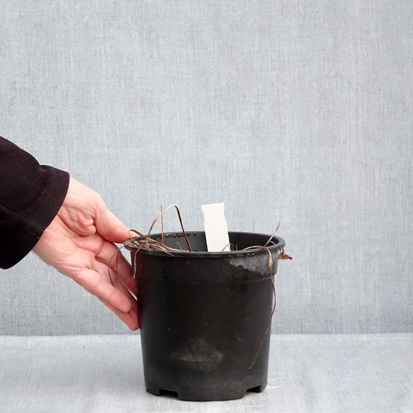 Hemerocallis Happy Returns - Daylily 2L/3L pot sample as delivered in winter