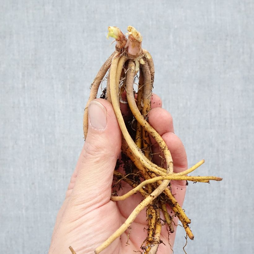 Hemerocallis Happy Returns - Daylily Bare root sample as delivered in winter