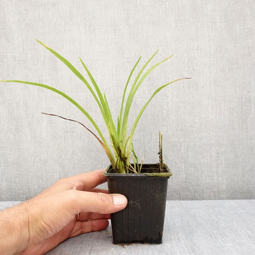 Hemerocallis Hot Wheels - Daylily 8/9 cm pot sample as delivered in autumn