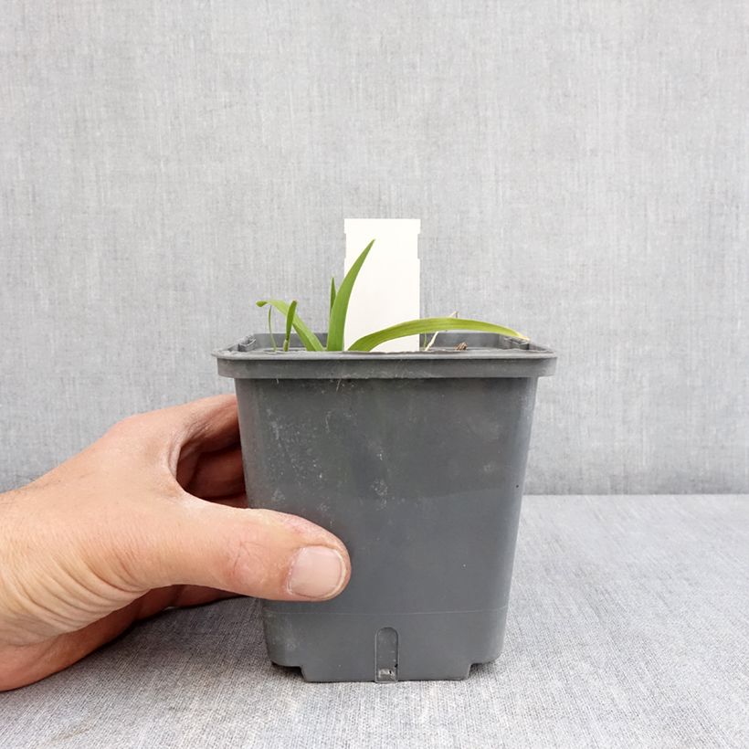 Hemerocallis In Excess - Daylily 1L/1.5L pot sample as delivered in spring