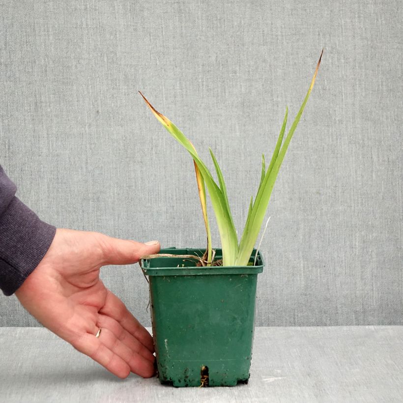Hemerocallis Jason Salter - Daylily 1L/1.5L pot sample as delivered in autumn