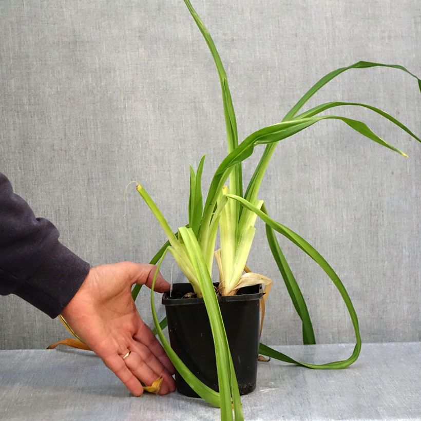 Hemerocallis Lacy Doily - Daylily 1L/1.5L pot sample as delivered in autumn