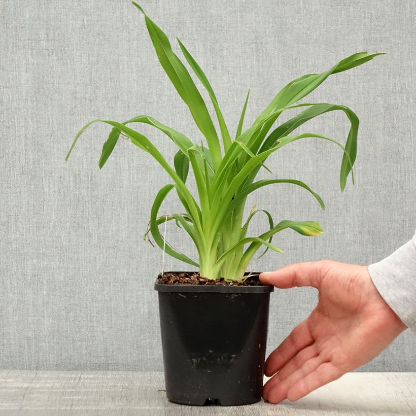 Hemerocallis Lacy Doily - Daylily 1L/1.5L pot sample as delivered in spring