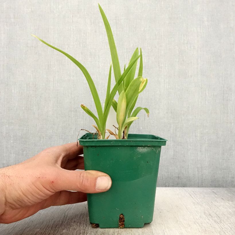 Hemerocallis Luxury Lace - Daylily 1L/1.5L pot sample as delivered in spring