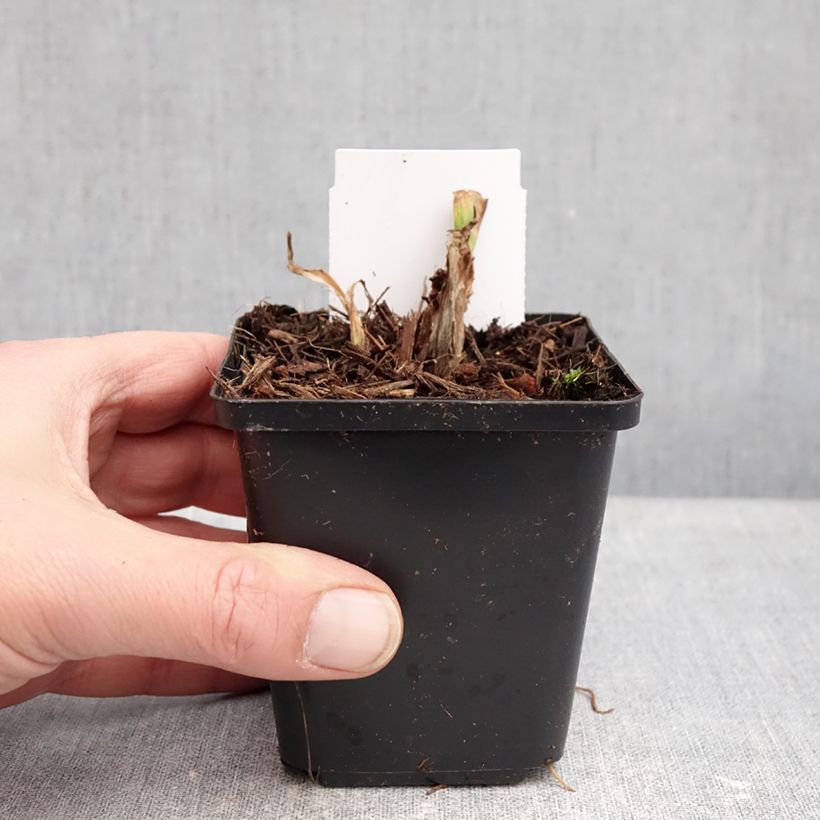 Hemerocallis Mauna Loa - Daylily 8/9 cm pot sample as delivered in winter