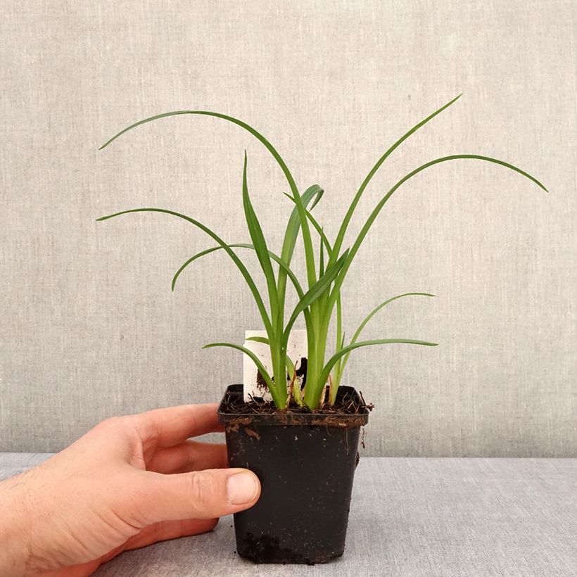 Hemerocallis Mauna Loa - Daylily 8/9 cm pot sample as delivered in spring