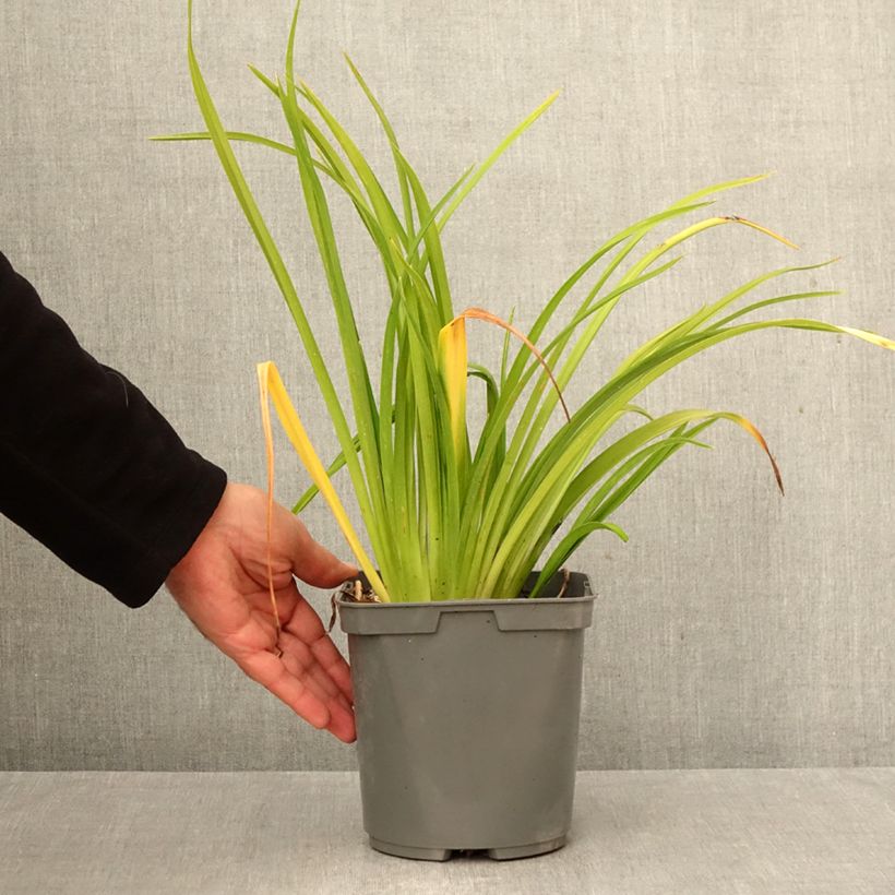Hemerocallis Mauna Loa - Daylily 2L/3L pot sample as delivered in autumn