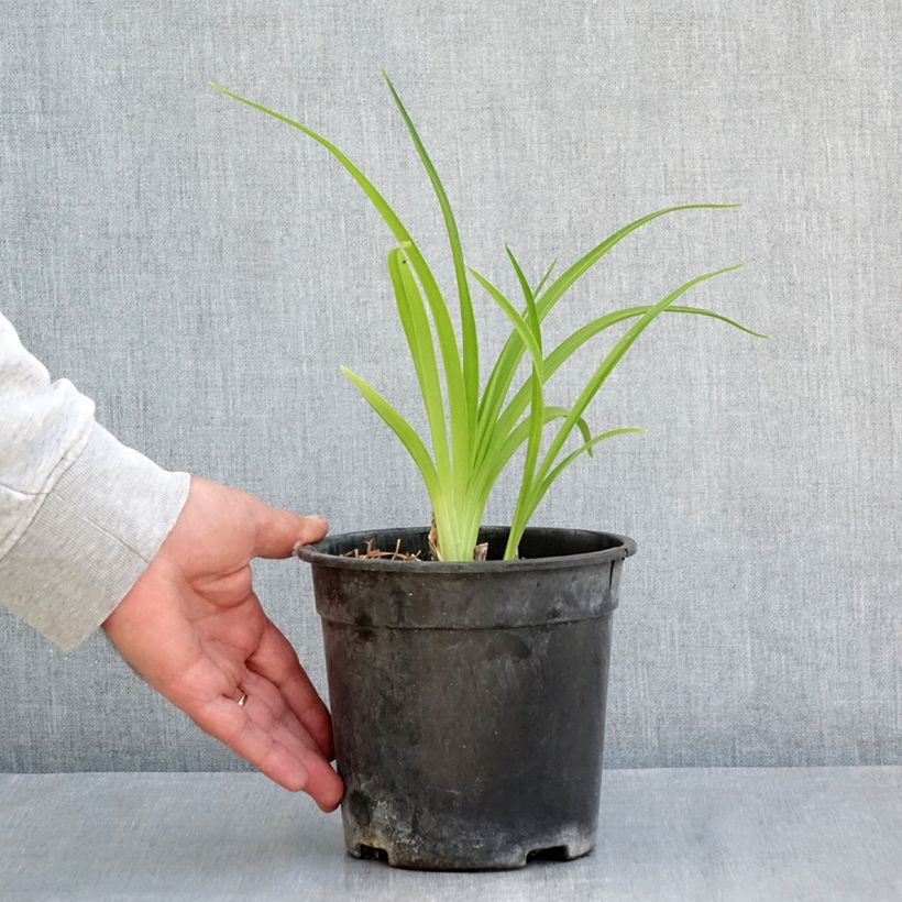Hemerocallis Mauna Loa - Daylily 2L/3L pot sample as delivered in spring