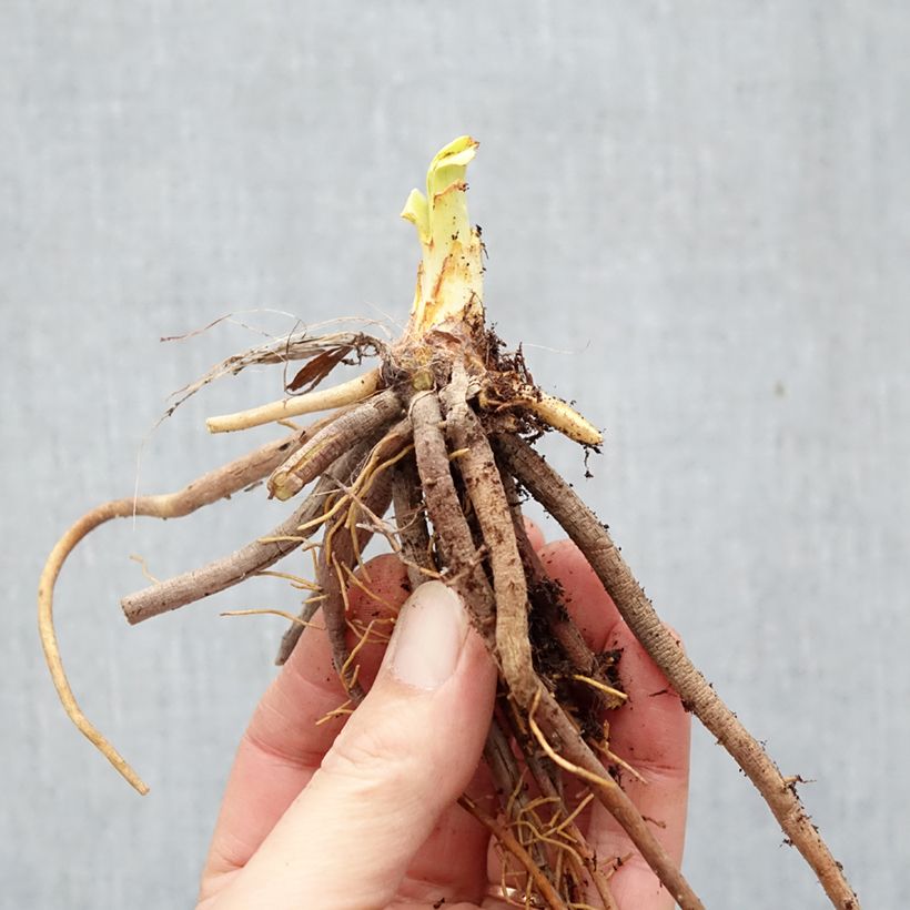 Hemerocallis Mauna Loa - Daylily Bare root sample as delivered in winter