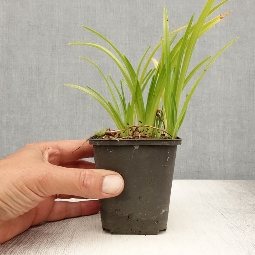 Hemerocallis Mini Pearl - Daylily 8/9 cm pot sample as delivered in summer