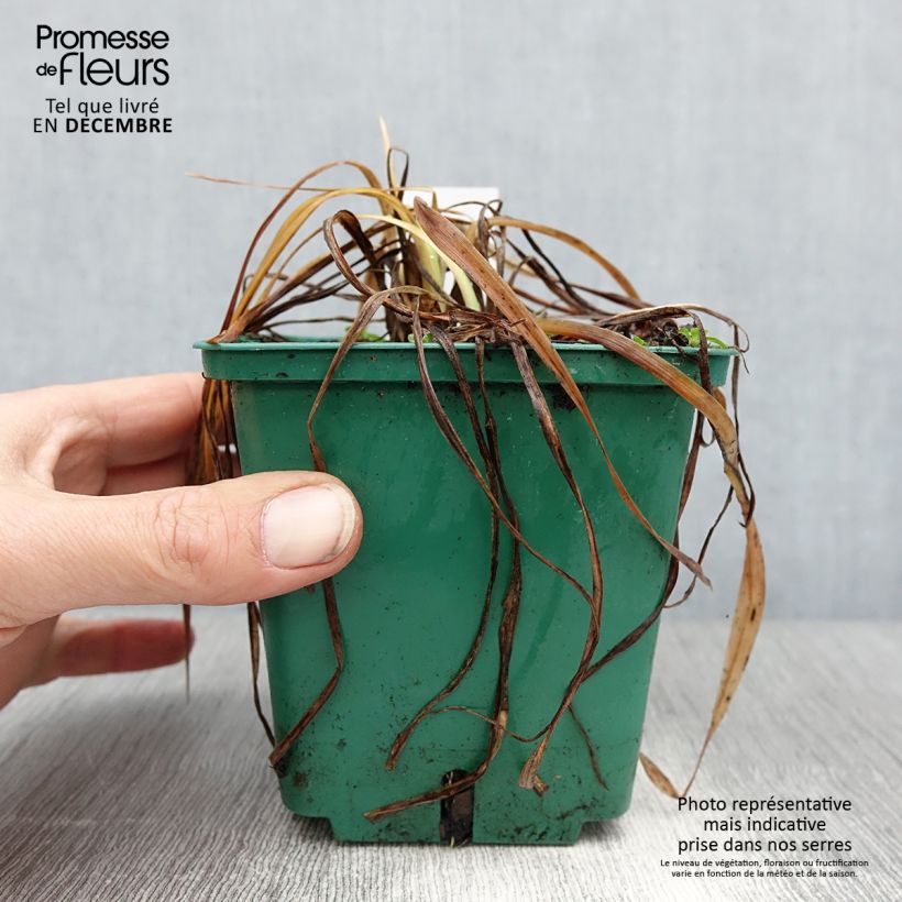 Hemerocallis Mini stella - Daylily 1L/1.5L pot sample as delivered in winter