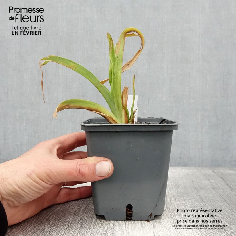 Hemerocallis Nagasaki - Daylily 1L/1.5L pot sample as delivered in winter