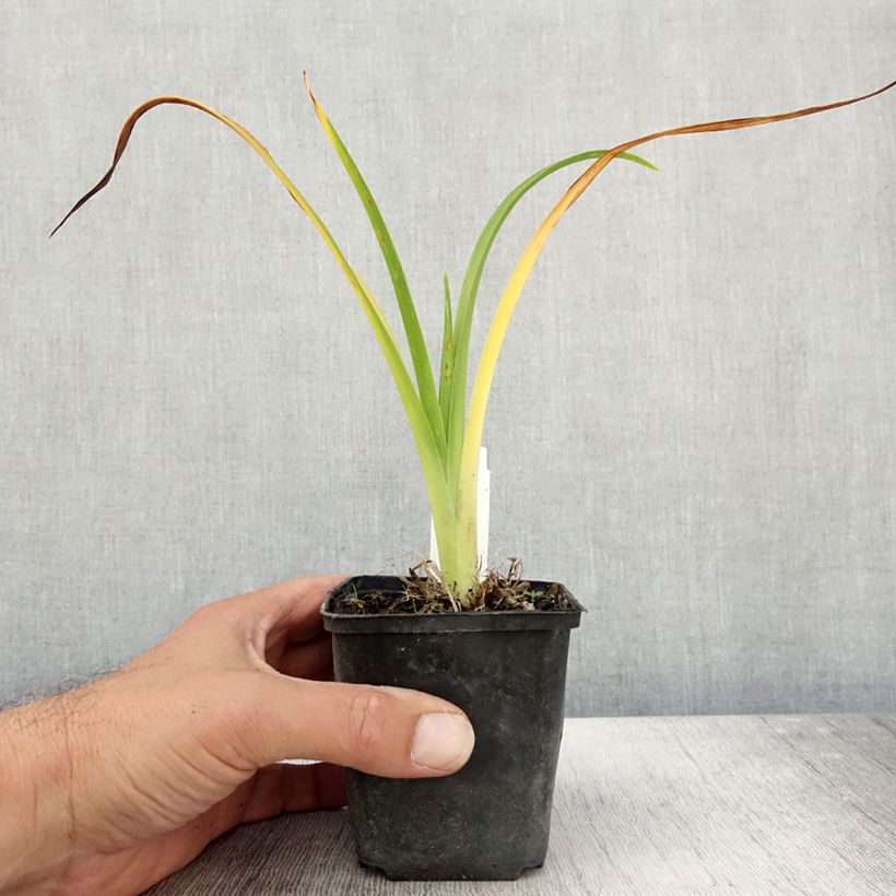 Hemerocallis Olive Bailey Langdon - Daylily 8/9 cm pot sample as delivered in autumn