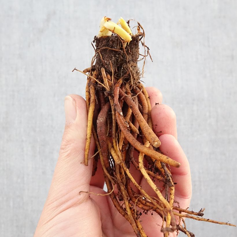 Hemerocallis On and On - Daylily Bare root sample as delivered in winter